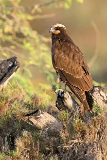 Wildlife Animal Photoshoots Drucke: Marsh Harrier