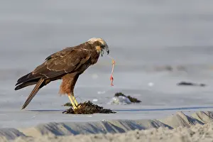 Middle East Wildlife Drucke: Marsh Harrier