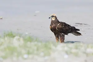 Middle East Wildlife Drucke: Marsh Harrier
