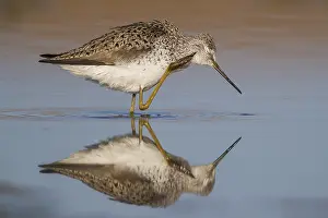 Water Birds Europe Drucke: Marsh Sandpiper