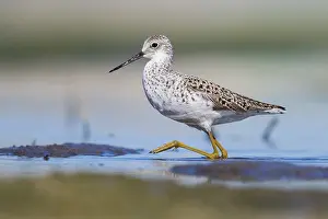 Shorebird Species Drucke: Marsh Sandpiper