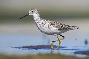 Wading Birds In Europe Drucke: Marsh Sandpiper