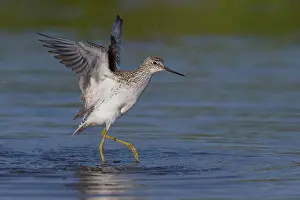 Charadriiformes Shorebirds Drucke: Marsh Sandpiper