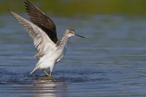 Charadriiformes Order Birds Drucke: Marsh Sandpiper