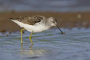 Scolopacidae Family Birds Drucke: Marsh Sandpiper