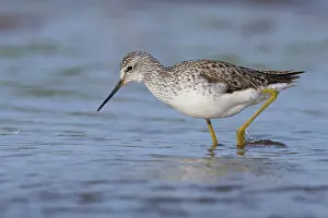 European Shorebird Species Drucke: Marsh Sandpiper