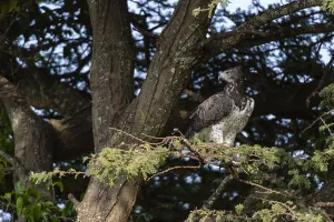 Ein Martial-Eagle, Polemaetus bellicosus.