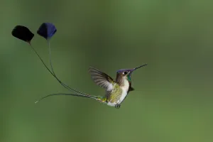 Birds In Flight Photos Drucke: Marvelous Spatuletail