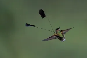 Tropical Bird Species Peru Drucke: Marvelous Spatuletail