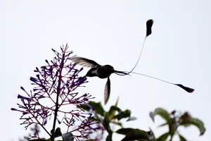 Bilder vom 6. Dezember 2009: Marvelöses Spatuletail
