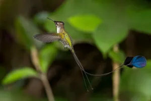 Bilder vom 6. Dezember 2009: Marvelösen Spatuletail