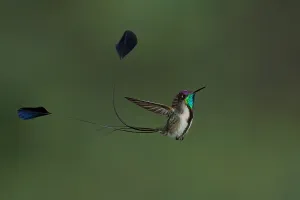 Bilder vom 6. Dezember 2009: Marvelöse Spatuletail