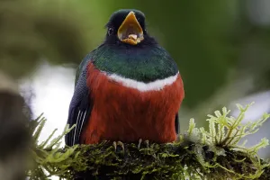 Tropical Bird Images Drucke: Masked Trogon