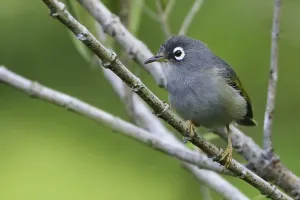 Mauritius-Weißaugenammer