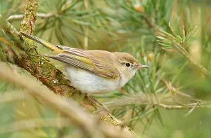 Bilder Datiert 22. Mai 2021: Mai, Niederlande, Phylloscopus bonelli.