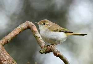 Bilder Datiert 22. Mai 2021: Mai, Niederlande, Phylloscopus bonelli
