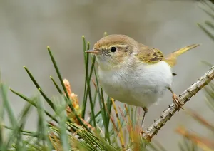 Netherlands Nature Photography Drucke: May, Netherlands, Phylloscopus bonelli