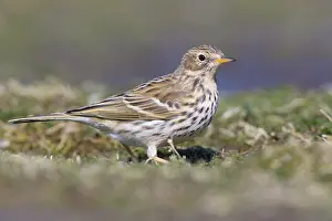Meadow Pipit Drucke: Meadow Pipit