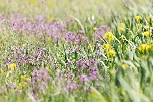 Dutch Spring Flowers Drucke: Meadow full of spring flowers