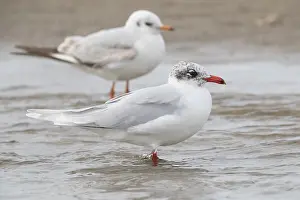 Mediterranean Gull Drucke: Mediterranean Gull