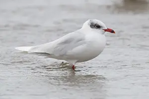 Winter Plumage Birds Drucke: Mediterranean Gull