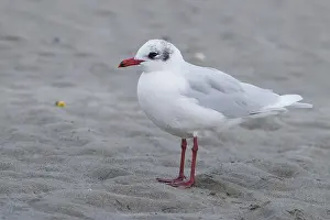 Charadriiformes Birds Europe Drucke: Mediterranean Gull