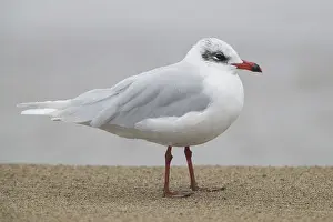 Laridae Family Birds Drucke: Mediterranean Gull