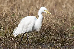 Mittelgrasflamingo
