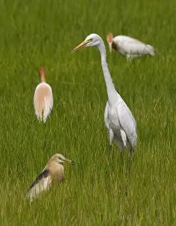 Outdoor Animal Encounters Drucke: Medium Egret, Ardea intermedia
