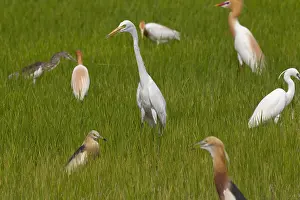 Thailand Wildlife Photos Drucke: Medium Egret, Ardea intermedia