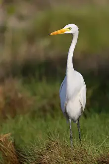 Ciconiiformes Birds Of Prey Drucke: Medium Egret, Ardea intermedia