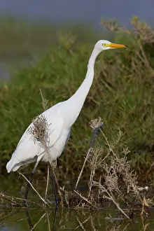 Birds Of Ciconiiformes Order Drucke: Medium Egret, Ardea intermedia