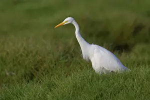 Gerahmter Druck : Mittelgrasflamingo