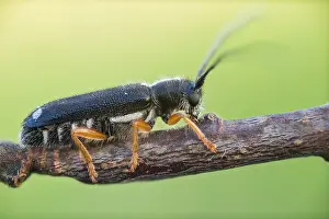 Bilder Datiert 19. Juni 2022: Menesia bipunctata
