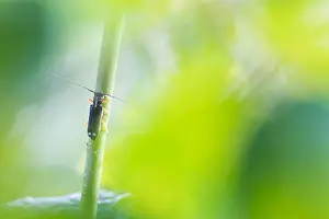 Juni Drucke: Menesia bipunctata