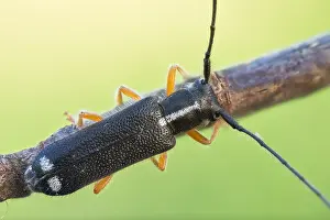 Bilder Datiert 19. Juni 2022: Menesia bipunctata