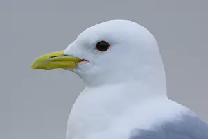 Laridae Family Birds Drucke: Mew Gull