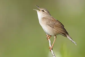 Gerahmter Druck : Middendorffs Grashüpferbrachvogel, Helopsaltes ochotensis Gerahmter Druck : Middendorffs Grashüpferbrachvogel, Helopsaltes ochotensis
