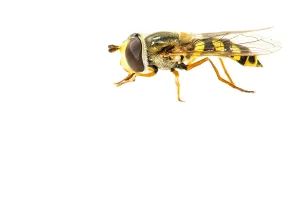 Eupeodes Corollae Drucke: Migrant Hoverfly, Eupeodes corollae