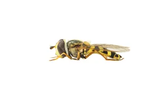 White Background Insects Drucke: Migrant Hoverfly, Eupeodes corollae