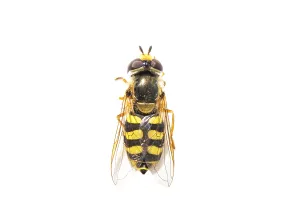 Eupeodes Corollae Drucke: Migrant Hoverfly, Eupeodes corollae