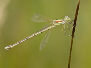 Migrant Spreadwing Drucke: Migrant Spreadwing, Lestes barbarus