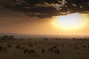 East African Animals Drucke: A migrating herd of wildebeests