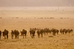 African Savanna Wildlife Drucke: Migrating wildebeests, Connochaetes taurinus