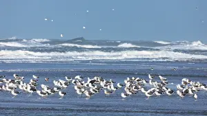 Migration, Ruhe, Herde, gemischt.
