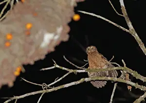 Bilder Datiert 2. März 2013: Mindorovalkuil, Mindoro-Boobook, Ninox mindorensis
