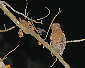 Bilder Datiert 2. März 2013: Mindorovalkuil, Mindoro-Boobook, Ninox mindorensis