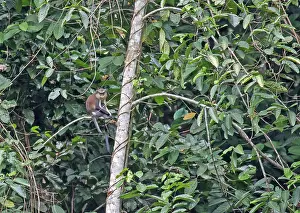 August Drucke: Mona-Monkey, Cercopithecus mona