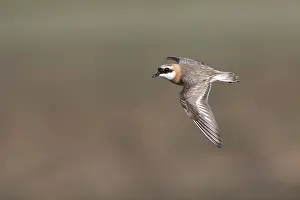 Mongoolse Plevier, Lesser Sand Plover, Charadrius mongolus pamir