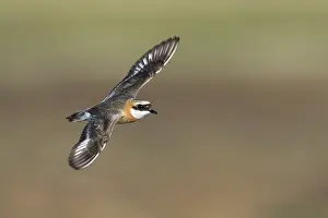 Mongoolse Plevier, Lesser Sand Plover, Charadrius mongolus pamir
